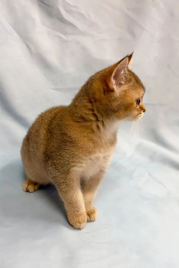 Plushik | british shorthair kitten