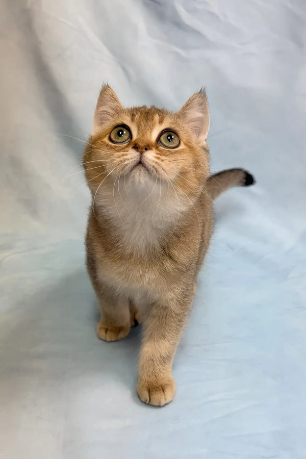 Plushik | british shorthair kitten