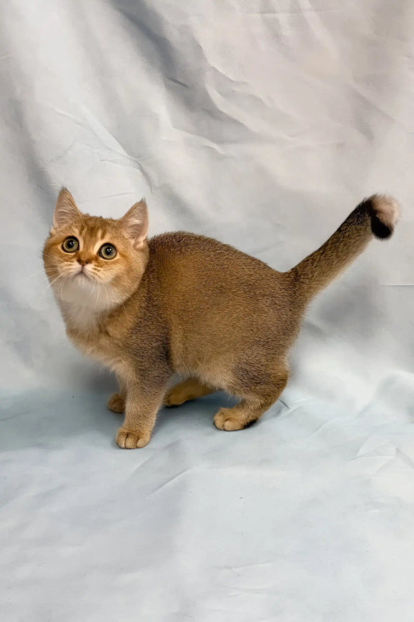 Plushik | british shorthair kitten