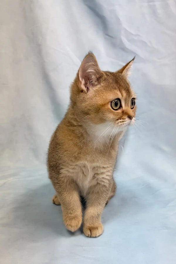 Plushik | british shorthair kitten