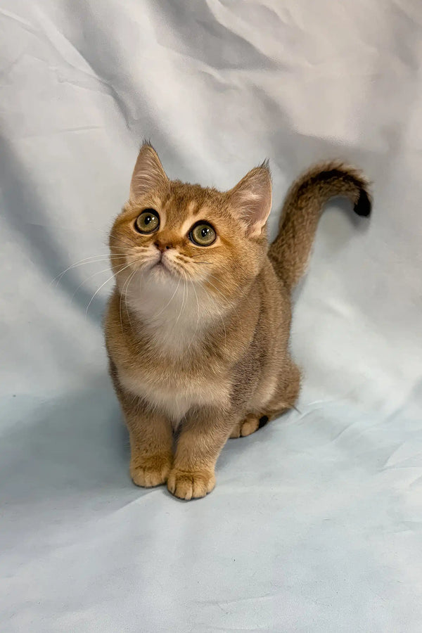 Plushik | british shorthair kitten