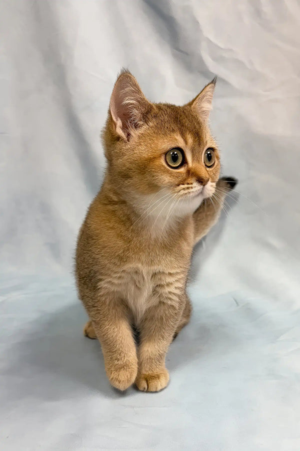 Plushik | british shorthair kitten