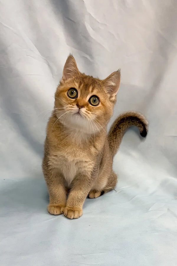 Plushik | british shorthair kitten