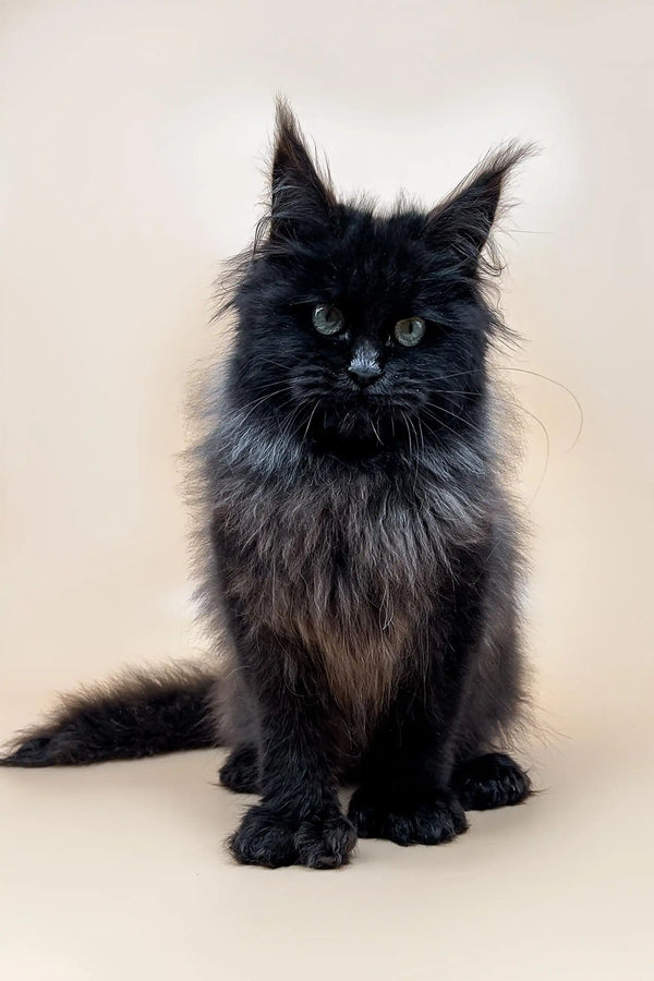 Fluffy black Polydactyl Maine Coon kitten with piercing yellow eyes and ear tufts