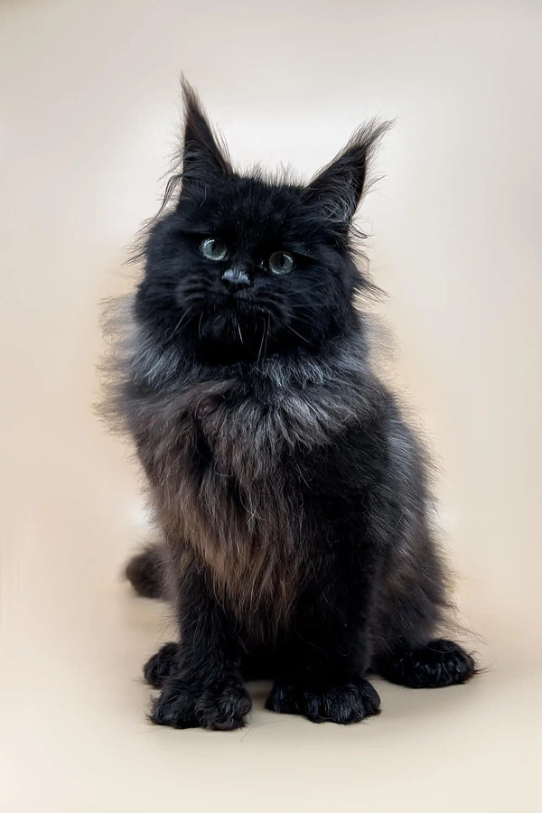 Fluffy black Polydactyl Maine Coon kitten with piercing eyes and ear tufts