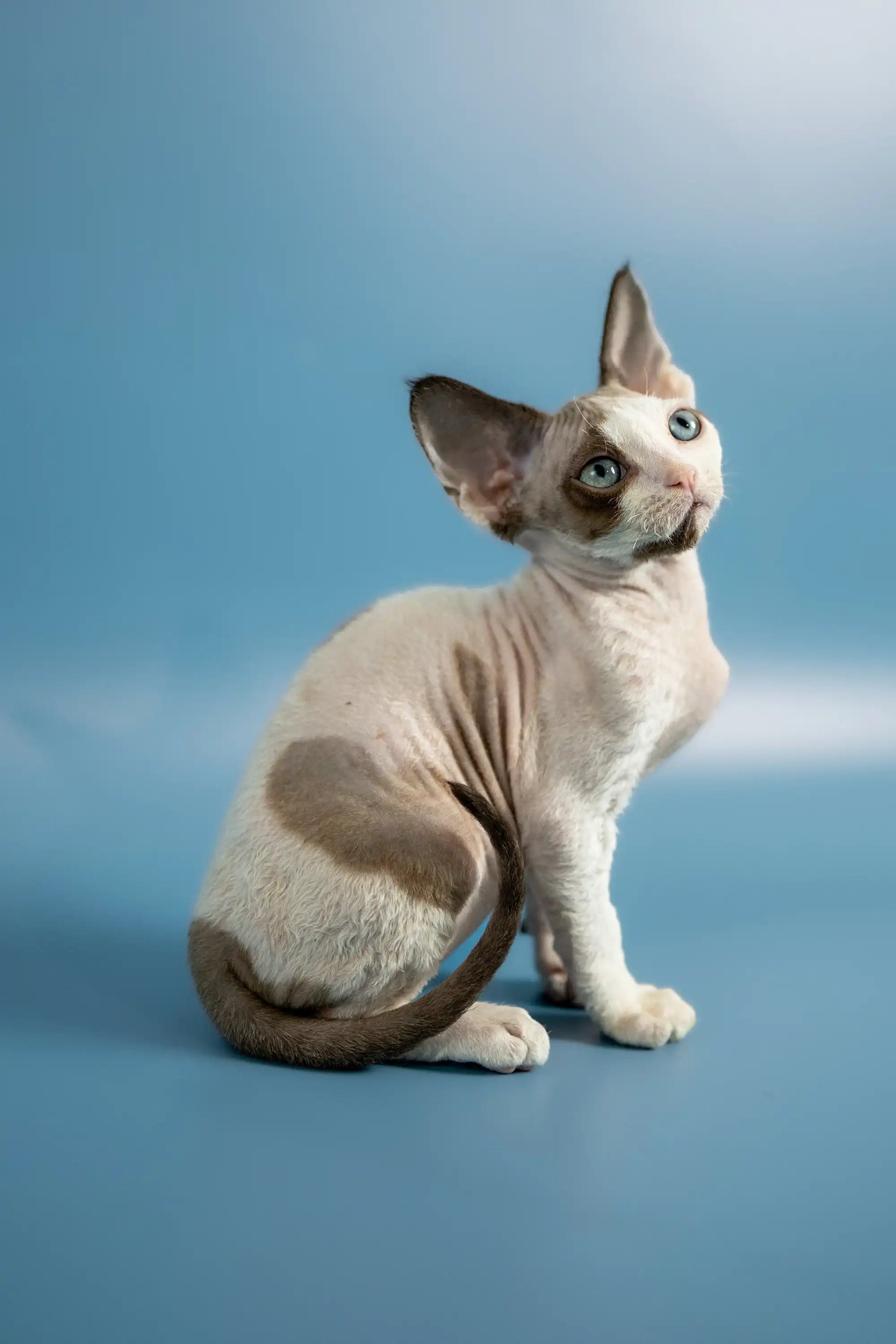 Devon Rex Kittens For Sale Pluton | Kitten