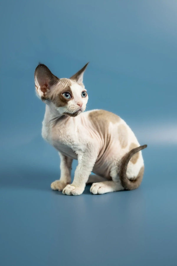 Alert Pluton Devon Rex Kitten with big ears sitting ready for fun and adventure