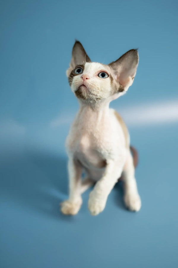 Cute White Devon Rex kitten Pluton with big ears looking up