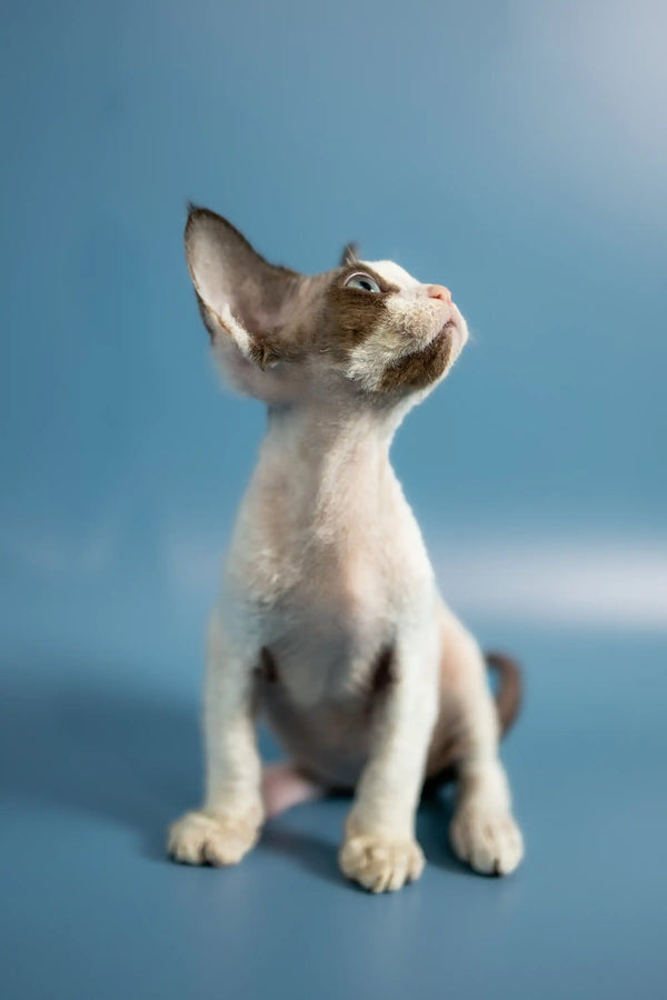 Siamese kitten with big ears sitting against blue, perfect for Pluton Devon Rex lovers