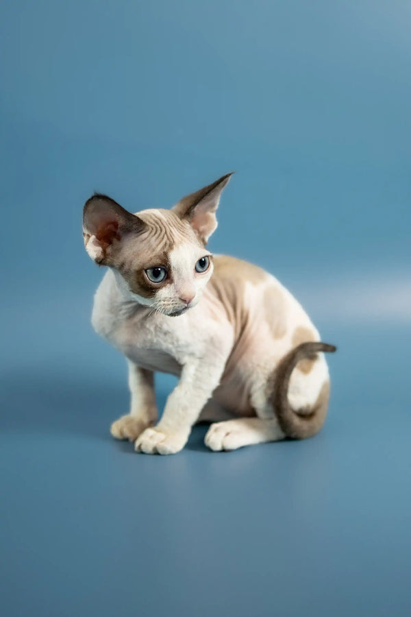 Adorable Pluton Devon Rex kitten with big ears and a sleek body, ready for cuddles!