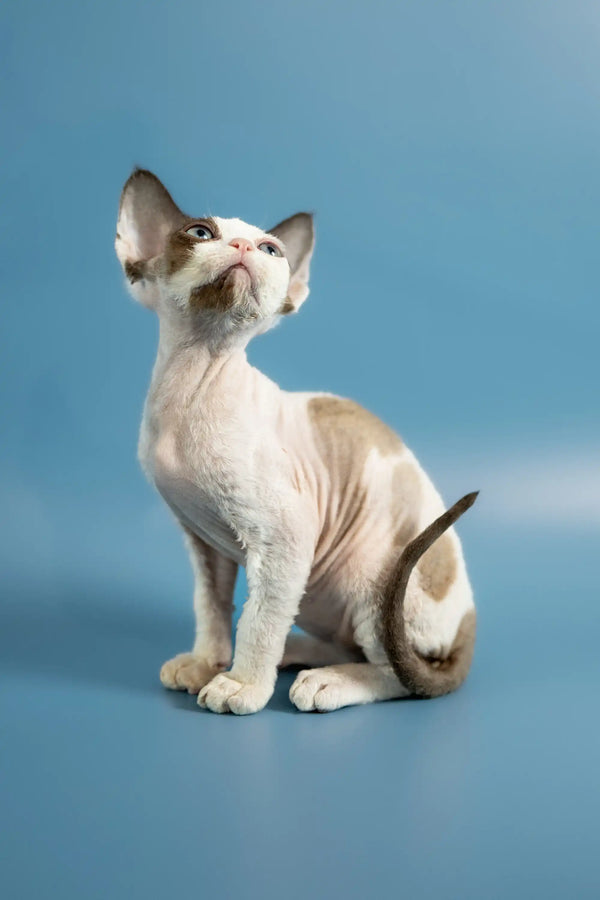 Hairless Pluton Devon Rex kitten with big ears sitting up and looking cute