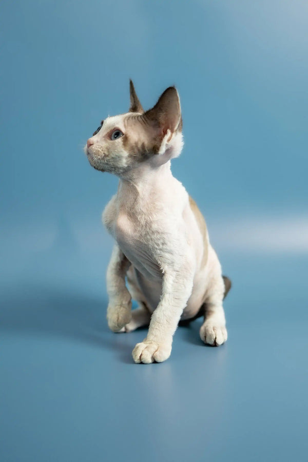 White Siamese kitten sitting upright with alert ears for Pluton Devon Rex Kitten