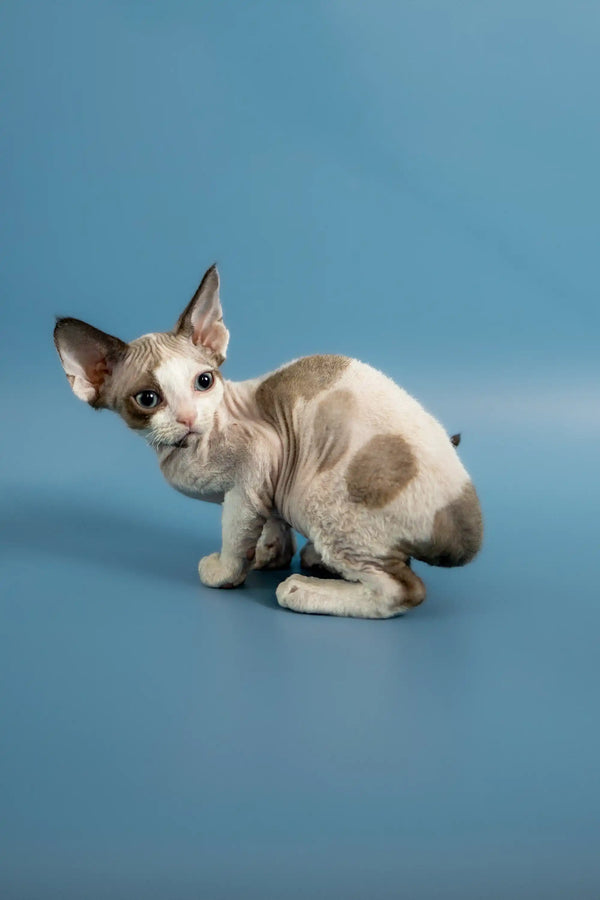 Hairless Pluton Devon Rex kitten with big ears and spotted skin on a surface