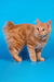 Pocahontas | kurilian bobtail longhair kitten