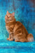 Pocahontas | kurilian bobtail longhair kitten