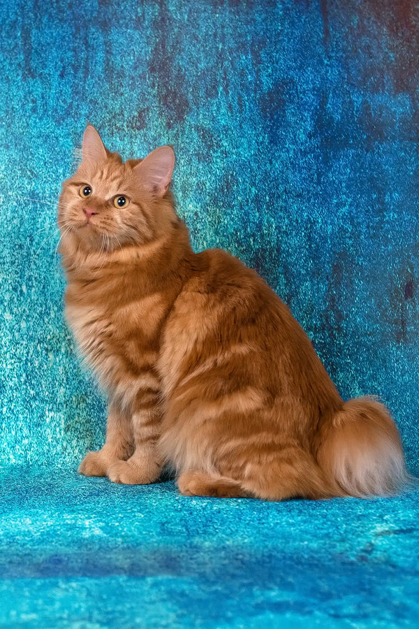 Pocahontas | kurilian bobtail longhair kitten