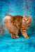 Pocahontas | kurilian bobtail longhair kitten