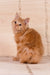 Pocahontas | kurilian bobtail longhair kitten