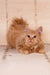 Pocahontas | kurilian bobtail longhair kitten