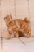 Pocahontas | kurilian bobtail longhair kitten