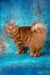 Pocahontas | kurilian bobtail longhair kitten