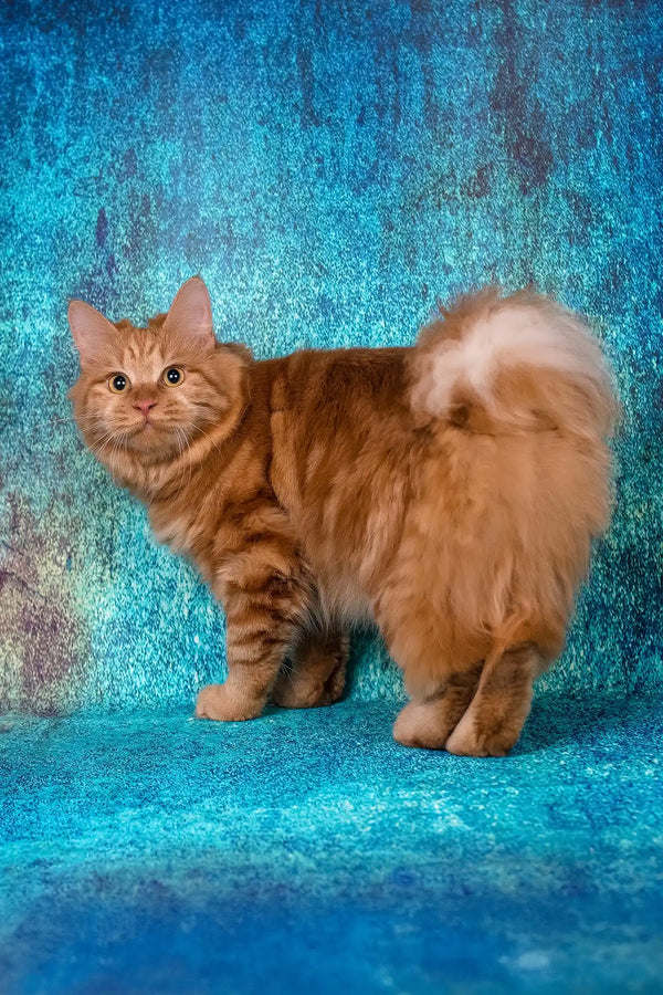 Pocahontas | kurilian bobtail longhair kitten