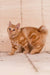 Pocahontas | kurilian bobtail longhair kitten