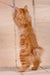 Pocahontas | kurilian bobtail longhair kitten