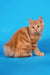 Pocahontas | kurilian bobtail longhair kitten