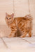 Pocahontas | kurilian bobtail longhair kitten