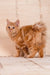 Pocahontas | kurilian bobtail longhair kitten