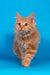 Pocahontas | kurilian bobtail longhair kitten