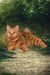 Pocahontas | kurilian bobtail longhair kitten
