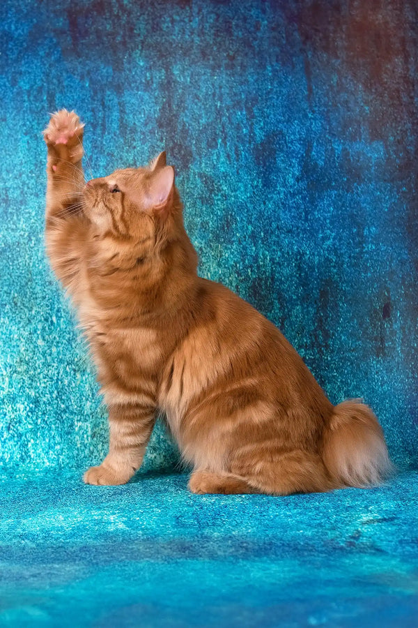 Pocahontas | kurilian bobtail longhair kitten