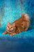 Pocahontas | kurilian bobtail longhair kitten