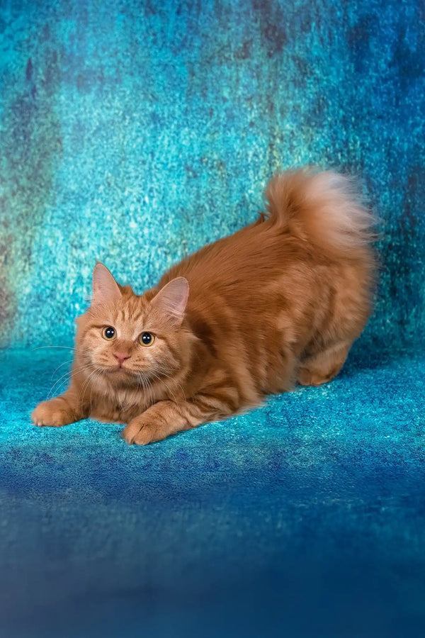 Pocahontas | kurilian bobtail longhair kitten