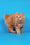 Pocahontas | Kurilian Bobtail Longhair Kitten