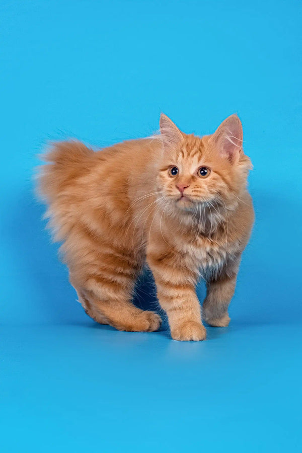 Pocahontas | kurilian bobtail longhair kitten