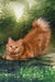 Pocahontas | kurilian bobtail longhair kitten