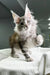 Fluffy gray and white Maine Coon kitten with cute ear tufts, super adorable!