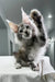 Playful gray Maine Coon kitten raising one paw, full of adorable charm