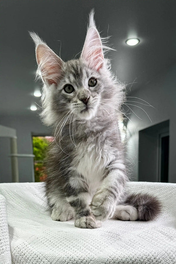 Adorable Maine Coon kitten with fluffy silver-gray fur and cute ear tufts