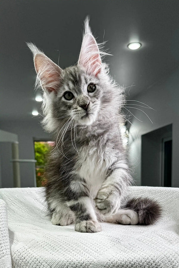 Fluffy gray and white Maine Coon kitten with ear tufts, an adorable Maine Coon look