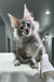 Fluffy gray and white Maine Coon kitten with alert expression and cute whiskers