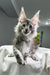 Fluffy gray Maine Coon kitten with big ears and a curious expression