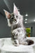 Adorable Maine Coon kitten with fluffy fur and cute ear tufts, perfect for Poker