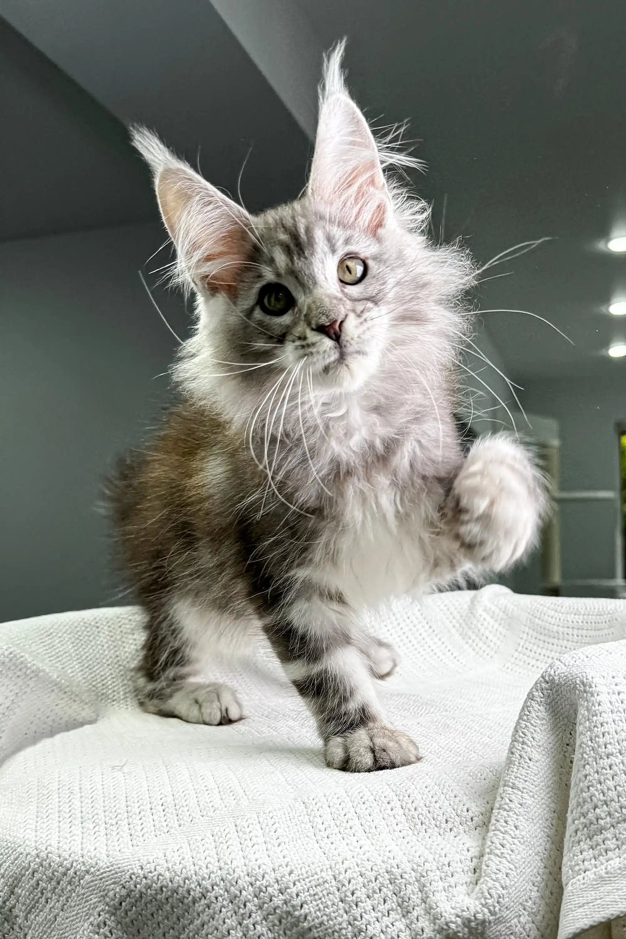 Maine Coon Kittens for Sale Poker | Kitten