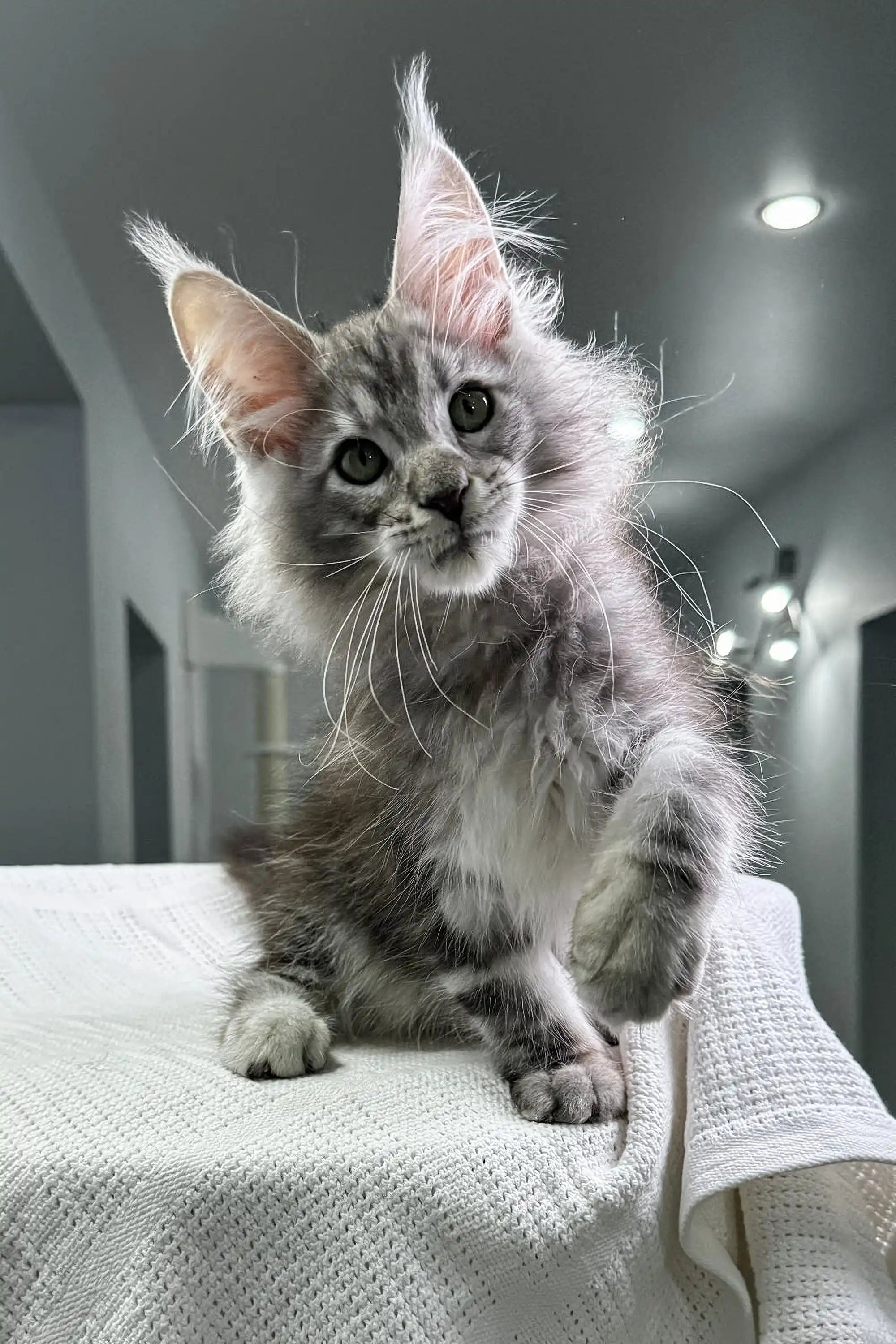 Maine Coon Kittens for Sale Poker | Kitten