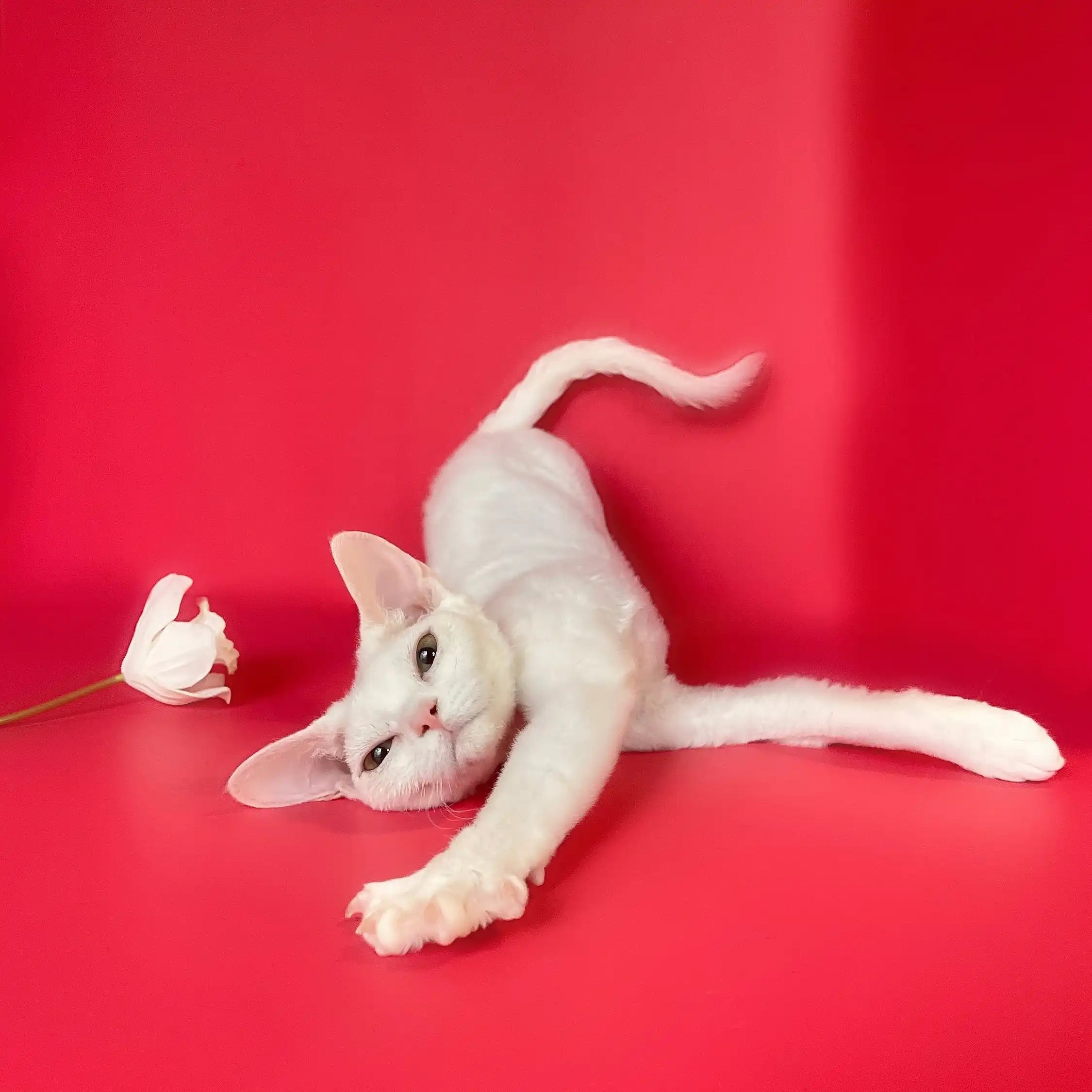 Devon Rex Kittens & Cats For Sale Polar Star | Kitten