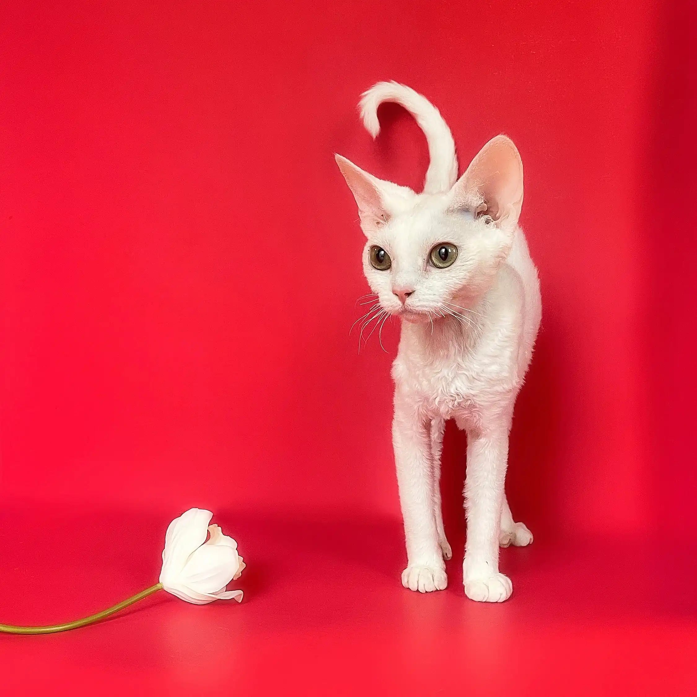 Devon Rex Kittens & Cats For Sale Polar Star | Kitten